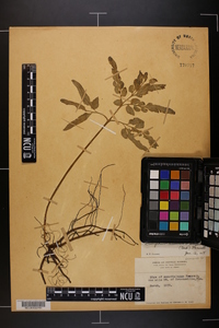 Sceptridium biternatum image