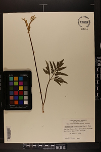 Sceptridium biternatum image