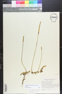 Pseudolycopodiella floridana image