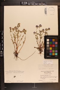 Phacelia maculata image