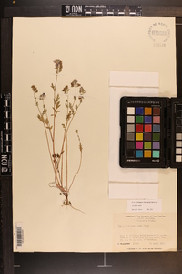 Phacelia maculata image