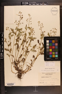 Phacelia fimbriata image