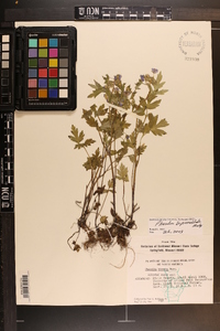 Phacelia bipinnatifida image