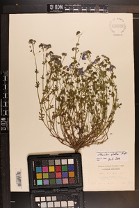 Phacelia glabra image