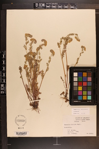 Phacelia hirsuta image