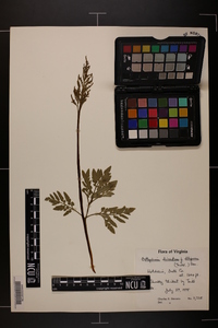 Sceptridium dissectum f. obliquum image