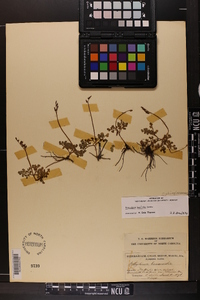 Botrychium lunarioides image