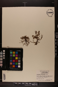 Botrychium lunarioides image