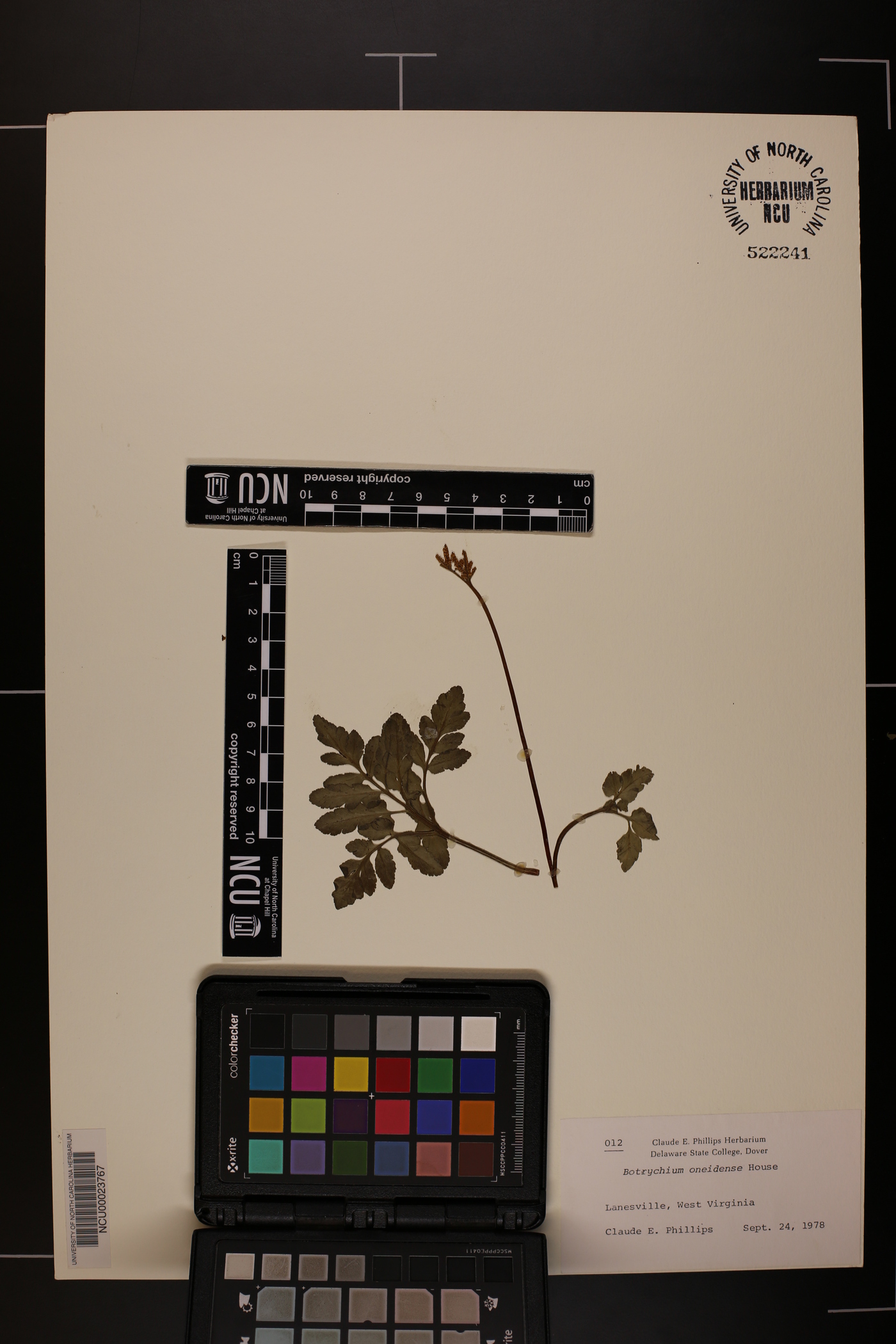 Sceptridium oneidense image