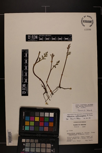 Botrychium matricariifolium image