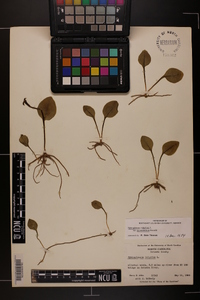 Ophioglossum vulgatum image