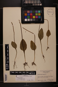 Ophioglossum vulgatum image