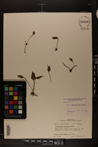 Ophioglossum petiolatum image