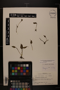 Ophioglossum petiolatum image