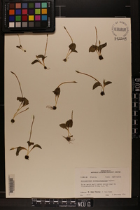 Ophioglossum crotalophoroides image