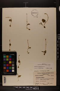 Ophioglossum crotalophoroides image