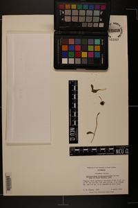 Ophioglossum crotalophoroides image