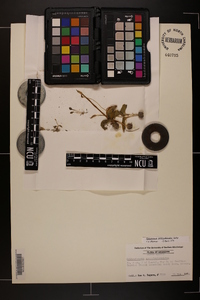 Ophioglossum crotalophoroides image