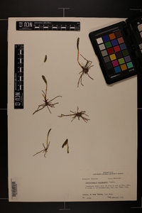 Ophioglossum engelmannii image