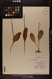 Ophioglossum engelmannii image