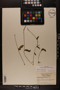 Ophioglossum petiolatum image