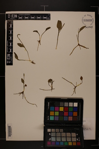 Ophioglossum petiolatum image