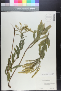 Solidago radula image