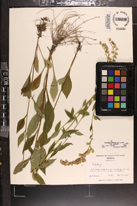 Solidago vaseyi image