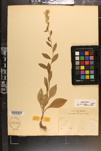 Solidago bicolor image