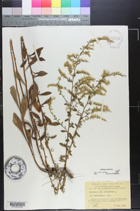 Solidago radula image