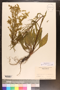 Solidago pinetorum image