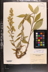 Solidago roanensis image