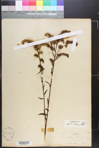 Solidago vaseyi image