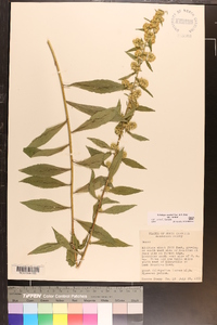 Solidago curtisii image