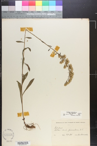 Solidago nemoralis var. nemoralis image