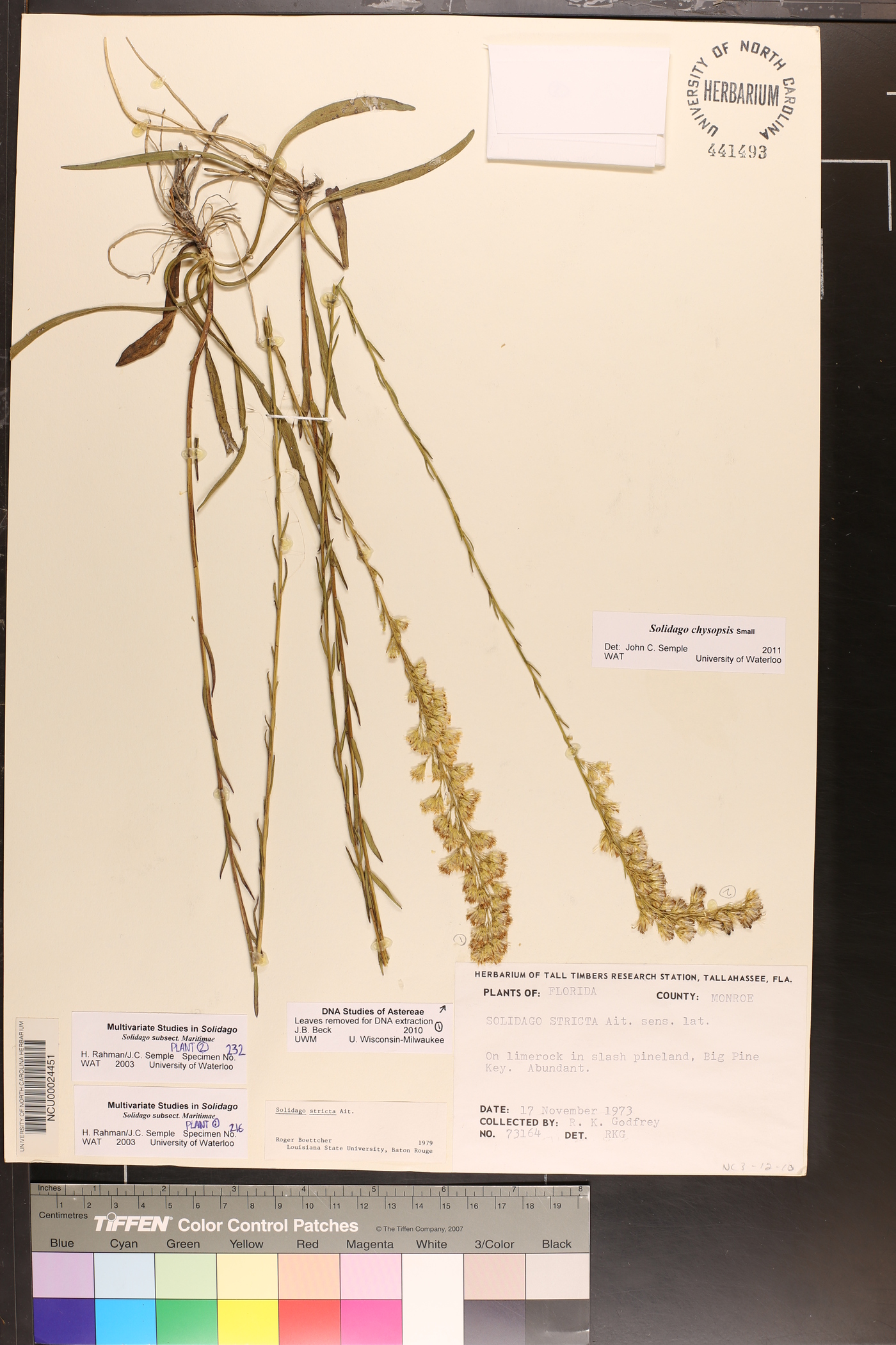 Solidago stricta subsp. stricta image