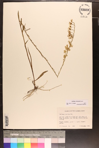 Solidago stricta image