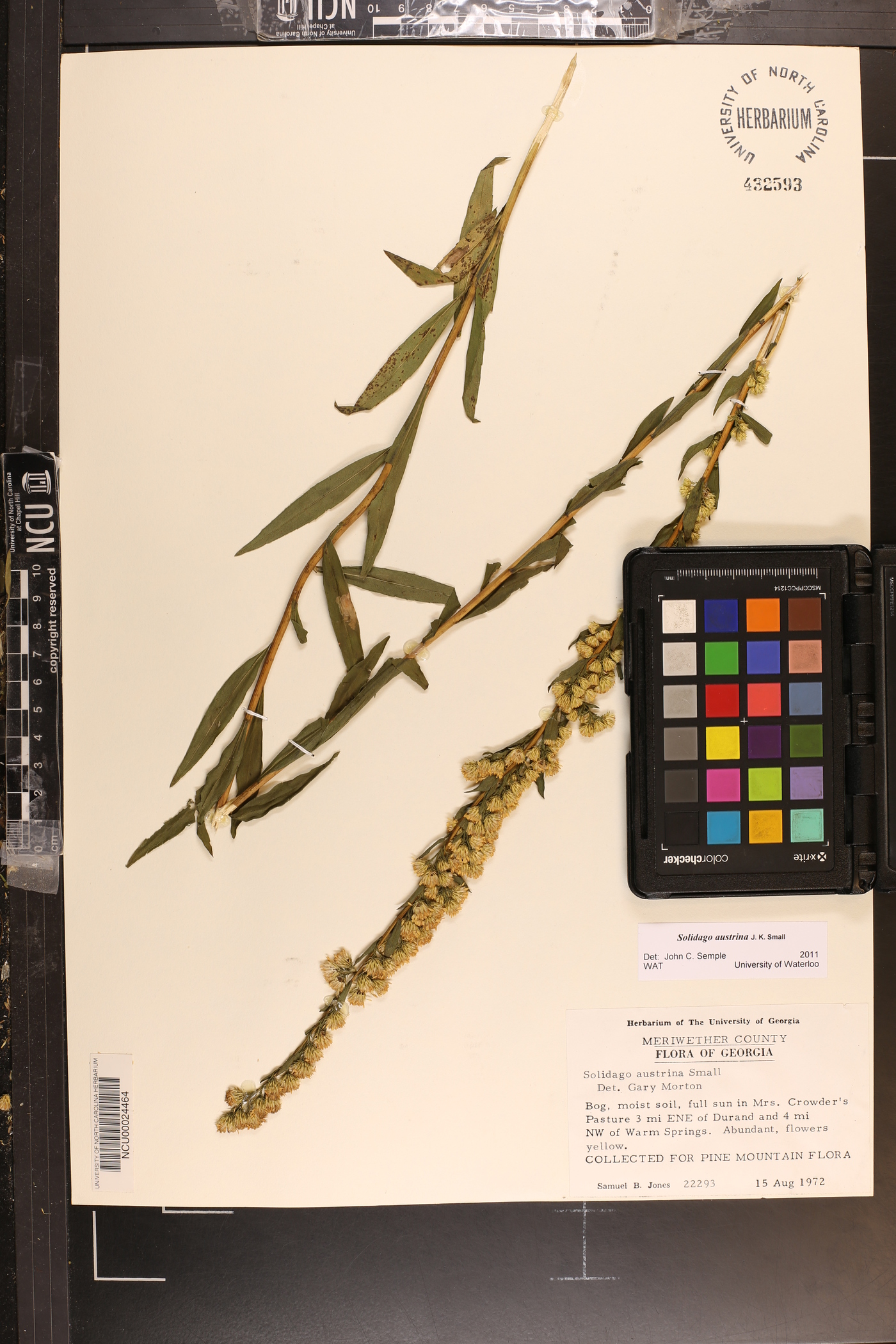 Solidago austrina image