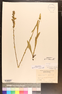 Solidago stricta image