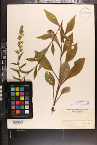 Solidago roanensis image