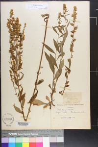 Solidago erecta image