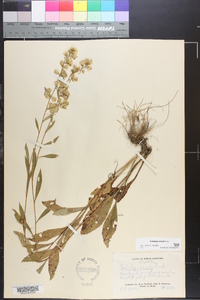 Solidago erecta image