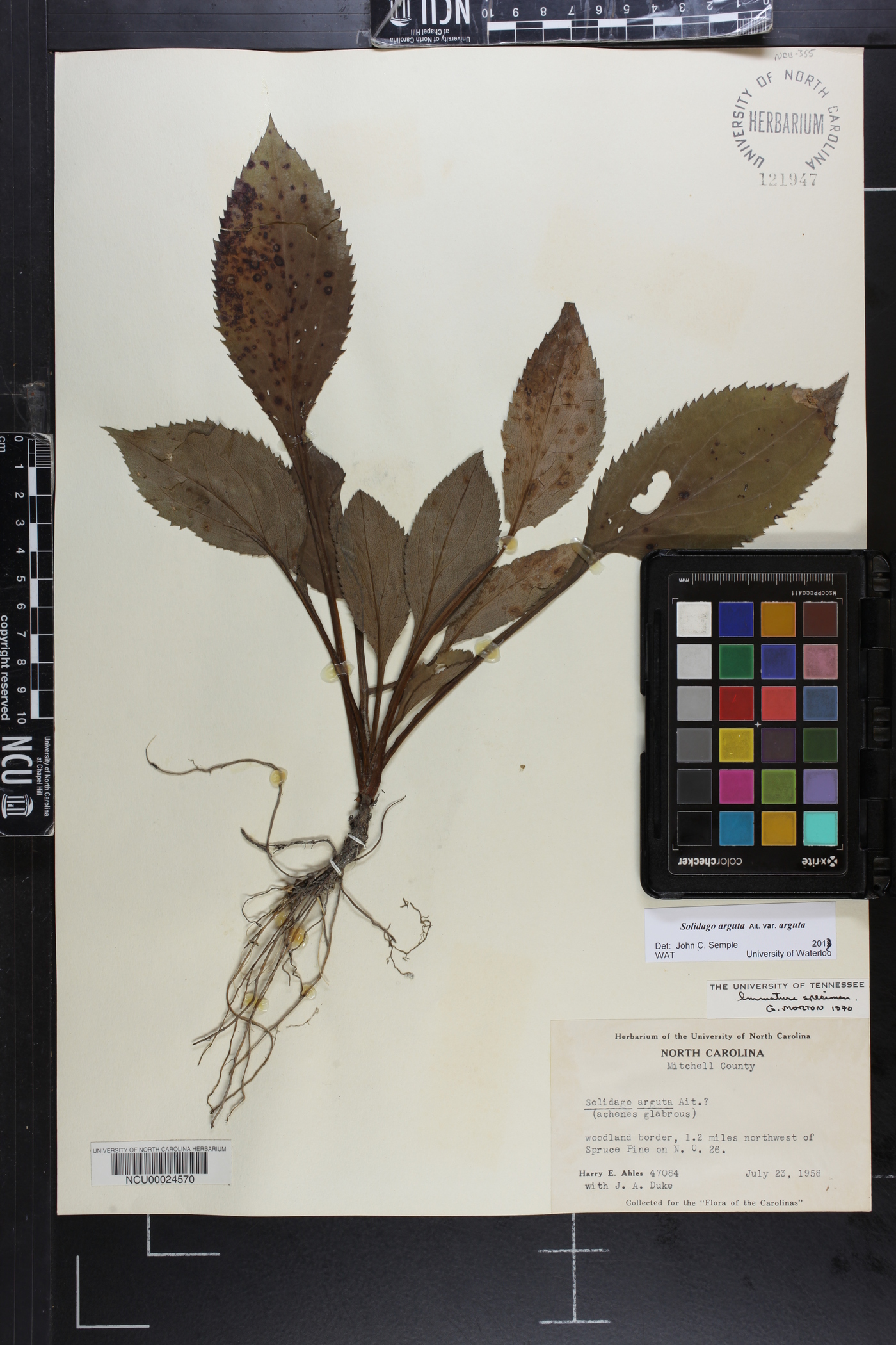 Solidago arguta var. arguta image