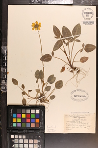 Coreopsis auriculata image