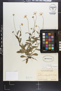 Astranthium integrifolium subsp. integrifolium image