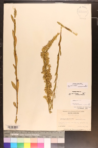 Solidago stricta image