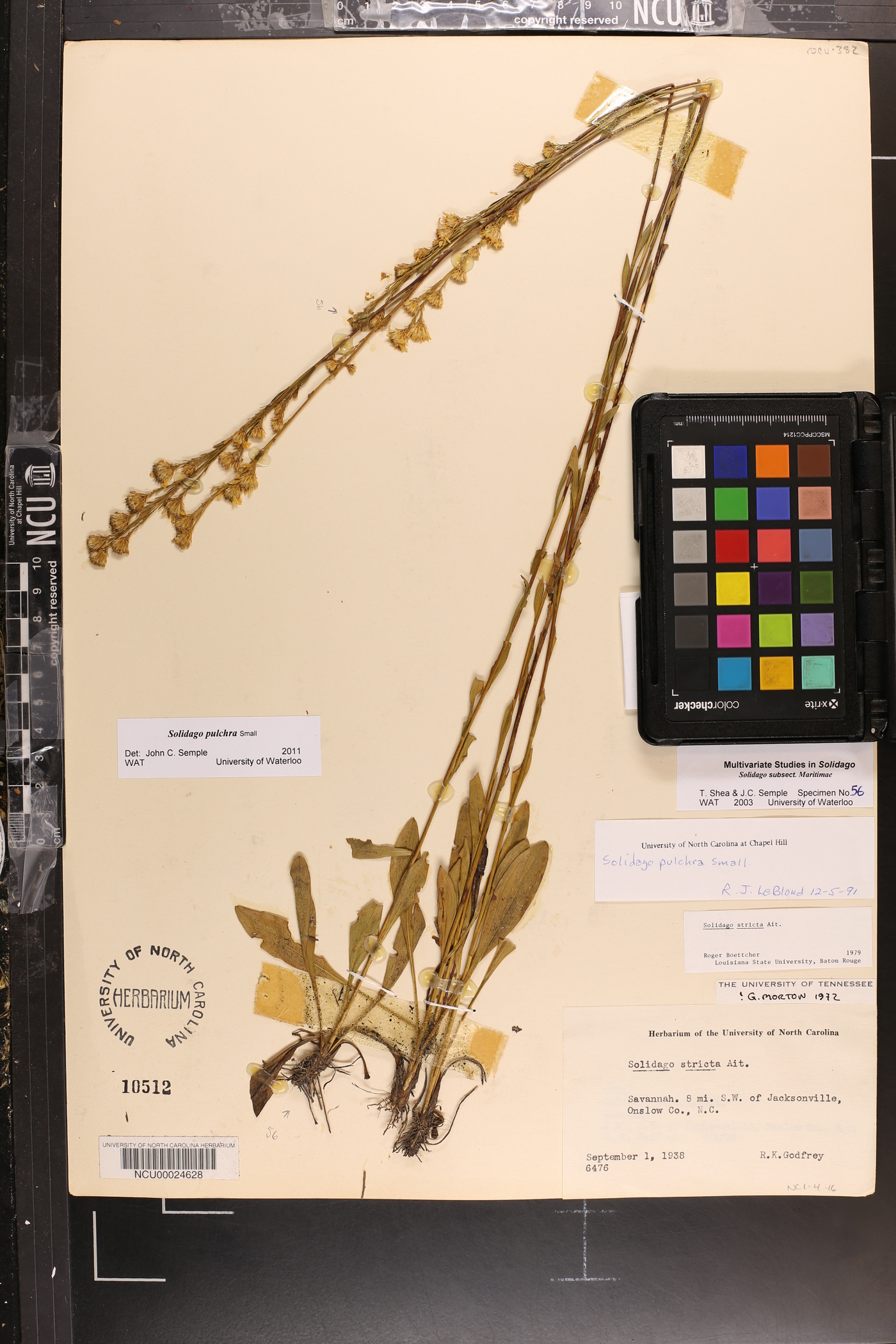 Solidago pulchra image