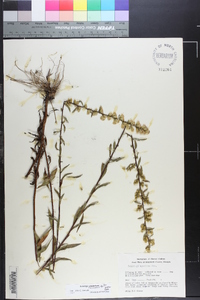 Solidago roanensis image