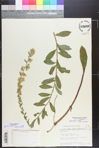 Solidago petiolaris image