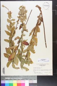 Solidago petiolaris var. petiolaris image